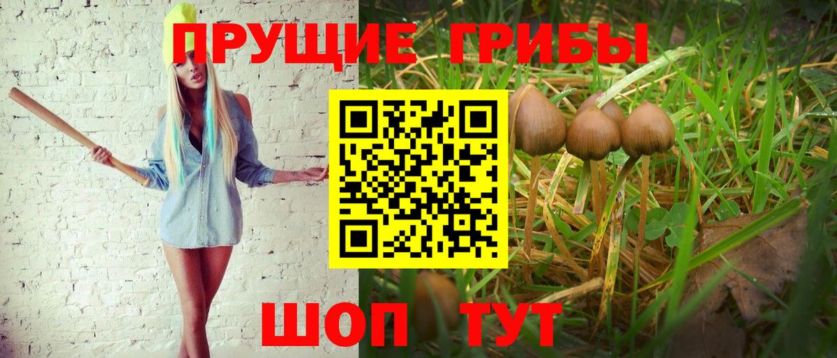 Галлюциногенные грибы Psilocybine cubensis Ахтубинск